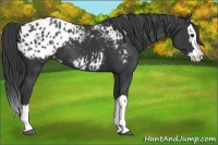 Horse Color:Black Splash Appaloosa 