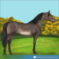 Horse Color:Brown Dun 