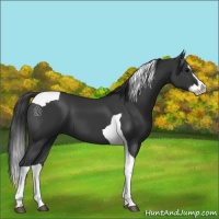 Horse Color:Black Splash Tobiano 