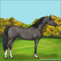 Horse Color:Grullo Tobiano 