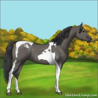 Horse Color:Grullo Tobiano 