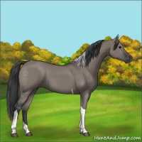 Horse Color:Grullo Tobiano 