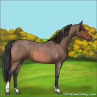 Horse Color:Bay Roan Tobiano 