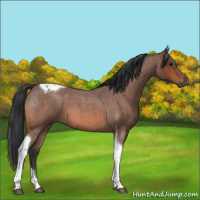 Horse Color:Bay Roan Tobiano 