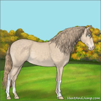 Horse Color:Perlino 
