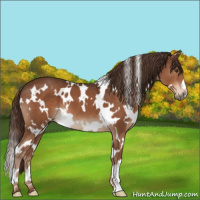 Horse Color:White Spotted Liver Chestnut 