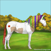 Horse Color:Painted Bay Dun Splash Tobiano Varnish Rabicano 
