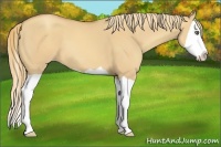 Horse Color:Gold Champagne Dun Splash 