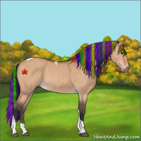 Horse Color:Painted Bay Dun Tobiano Rabicano 