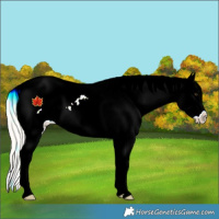 Horse Color:Silver Bay Tobiano Appaloosa Rabicano 