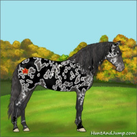 Horse Color:Black Near Leopard 