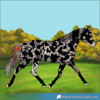Horse Color:Chestnut Appaloosa Rabicano
