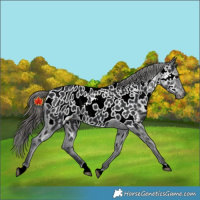 Horse Color:Black Near Leopard Rabicano