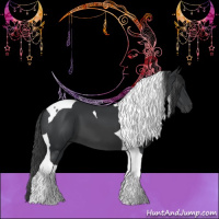 Horse Color:Black Tobiano 