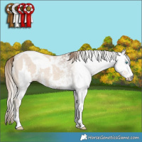 Horse Color:Smoky Creme Sabino  and Gray Smoky Creme Sabino 