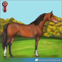 Horse Color:Bay Tobiano 