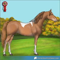 Horse Color:Chestnut Tobiano