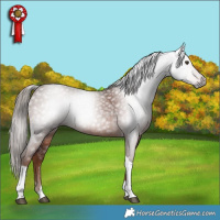 Horse Color:Gray Chestnut Tobiano