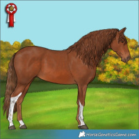 Horse Color:Chestnut Tobiano