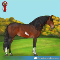 Horse Color:Bay Tobiano 