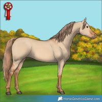 Horse Color:Red Dun 