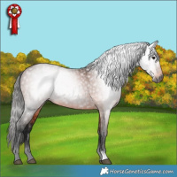 Horse Color:Gray Bay 