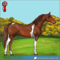 Horse Color:Chestnut Tobiano
