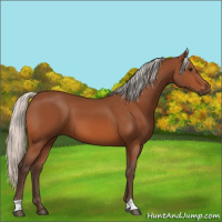 Horse Color:Silver Bay 