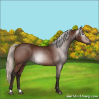 Horse Color:Gray Silver Buckskin