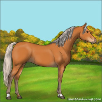 Horse Color:Silver Buckskin 