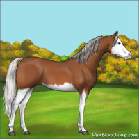 Horse Color:Silver Bay Splash 