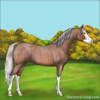 Horse Color:Silver Bay Roan Splash 