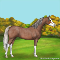 Horse Color:Silver Bay Roan Splash 