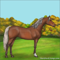 Horse Color:Silver Bay Roan