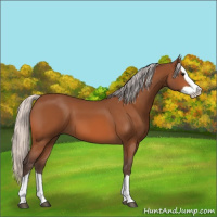 Horse Color:Silver Bay Splash