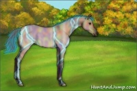 Horse Color:Nacre Thunderstruck Bay Dun