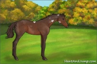 Horse Color:Liver Chestnut 
