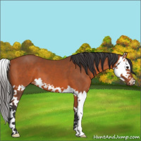 Horse Color:Bay Splash 