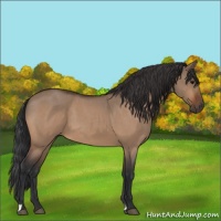 Horse Color:Bay Roan Dun 