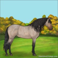 Horse Color:Bay Roan Dun 