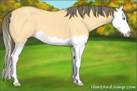 Horse Color:Amber Cream Champagne Splash