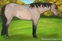 Horse Color:Bay Roan Dun 