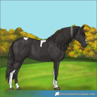Horse Color:Smoky Black Tobiano