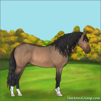 Horse Color:Bay Dun 