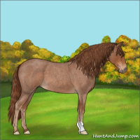 Horse Color:Red Roan