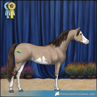 Horse Color:White Spotted Liver Red Dun