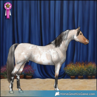 Horse Color:White Spotted Bay Roan Dun 