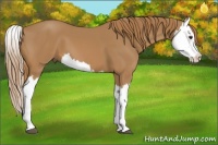 Horse Color:Chestnut Splash 