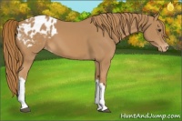 Horse Color:Chestnut Appaloosa 