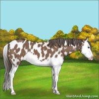Horse Color:Liver Red Dun Splash Appaloosa 